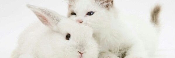 bunny ݁ ˖Ი𐑼⋆'s banner