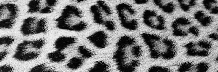 cat's banner