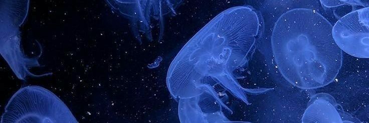 JELLY_606's banner