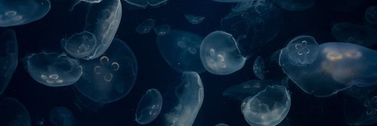 JELLY_606 (I'm hungry-uh)'s banner