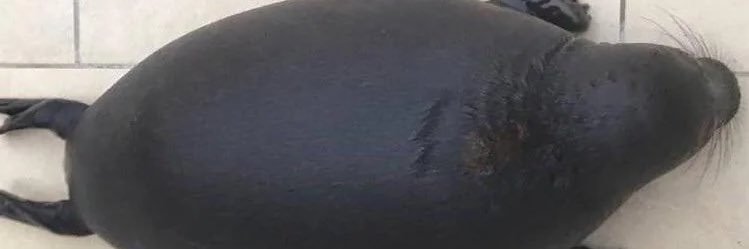 Kroshik's banner