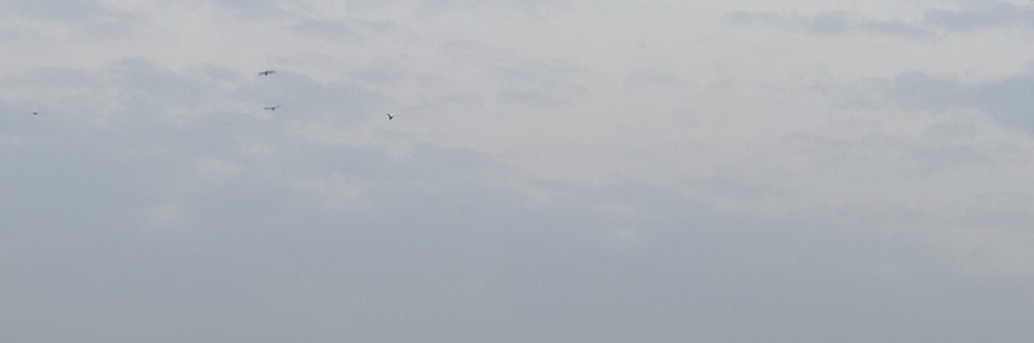 kin酱酱酱's banner