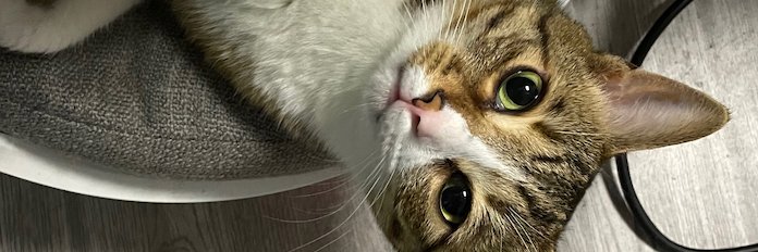 Rain Miao's banner