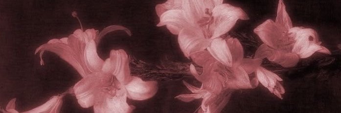 𝓻𝓮𝓭's banner