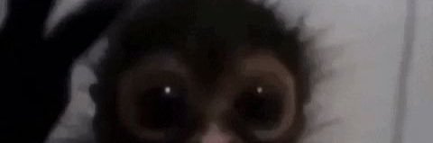 Out Of Context Monkeys's banner