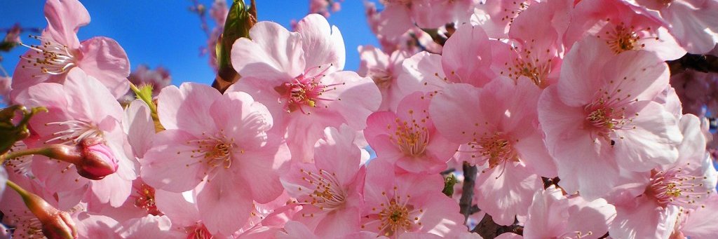 Cherry Blossom's banner