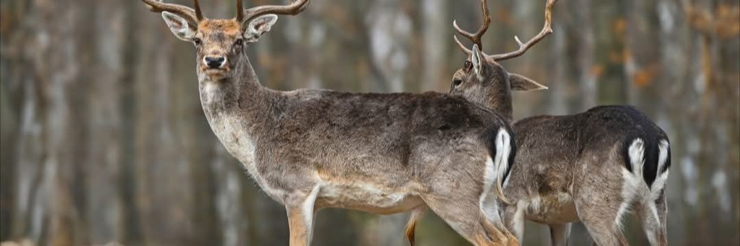 wildlife is amazing🌿's banner