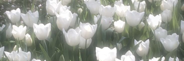 kittie's banner
