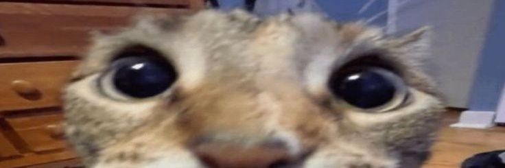 lovelypap&vid (all doksli)'s banner