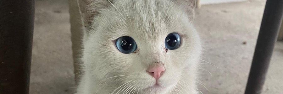 MeowOnDuty's banner