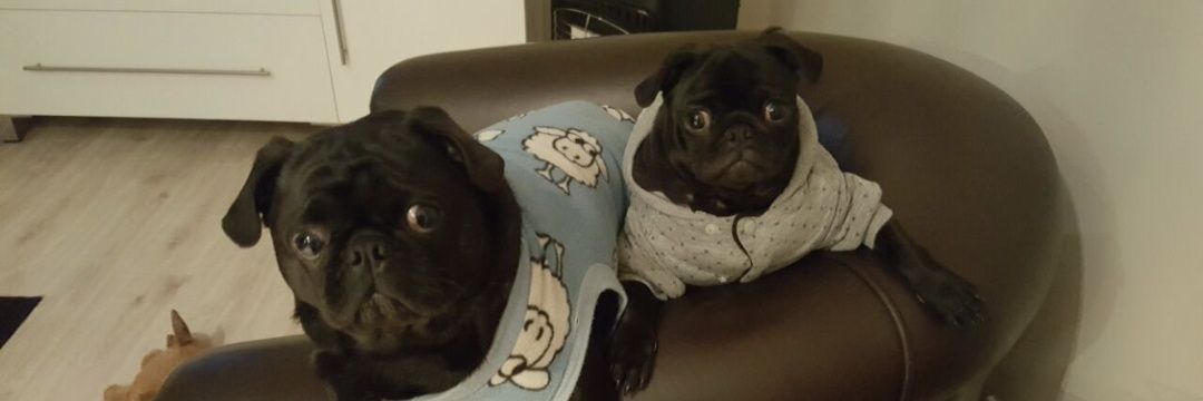 ThePugFather's banner