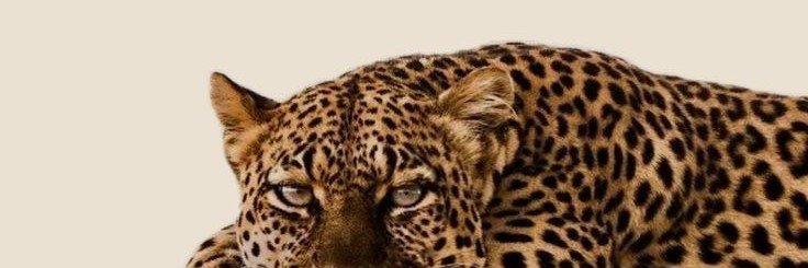 Aleksandr.'s banner