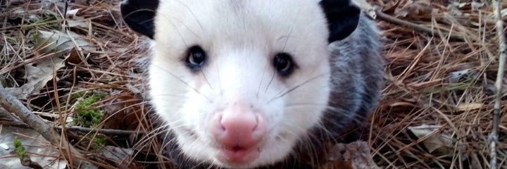 Possum Extremist's banner