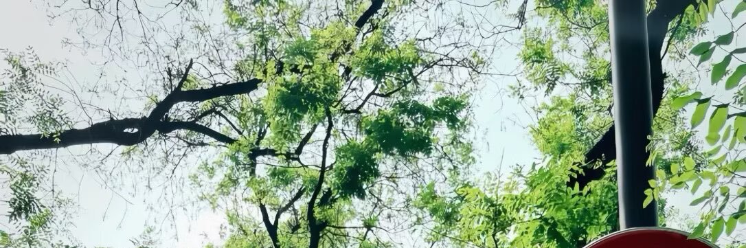 憨憨是只猫's banner