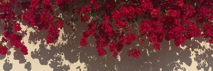 Camila ✨️'s banner