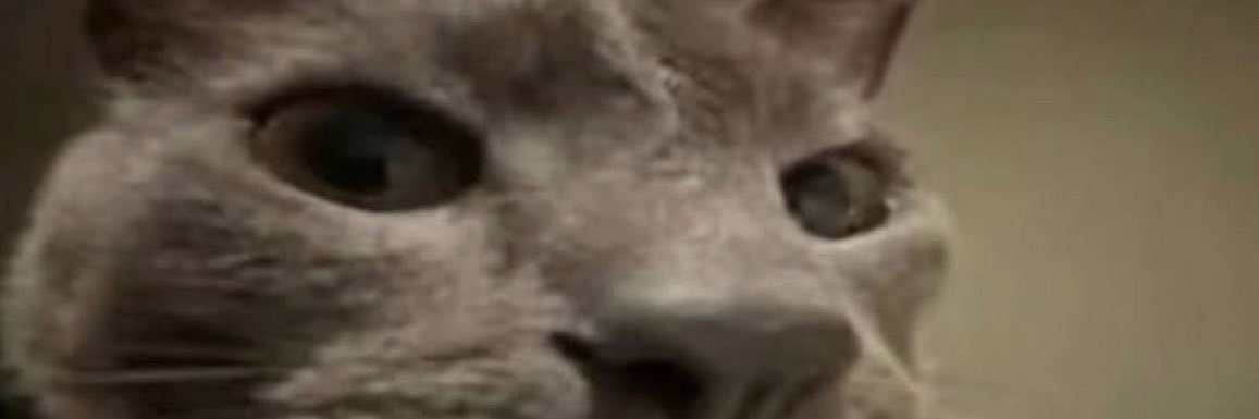 Rogue’s Sugah (🔞)'s banner