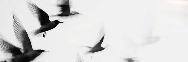 🌷's banner