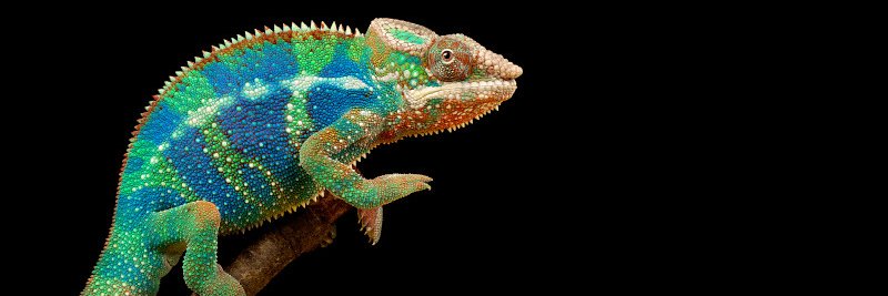 Cameleon's banner