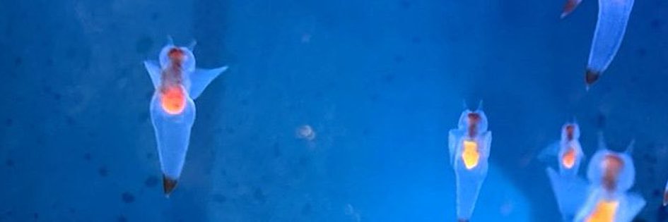 國本未華（クリオネクリエーター/気象予報士/防災士）'s banner