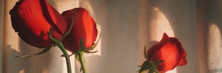 Cipa's banner
