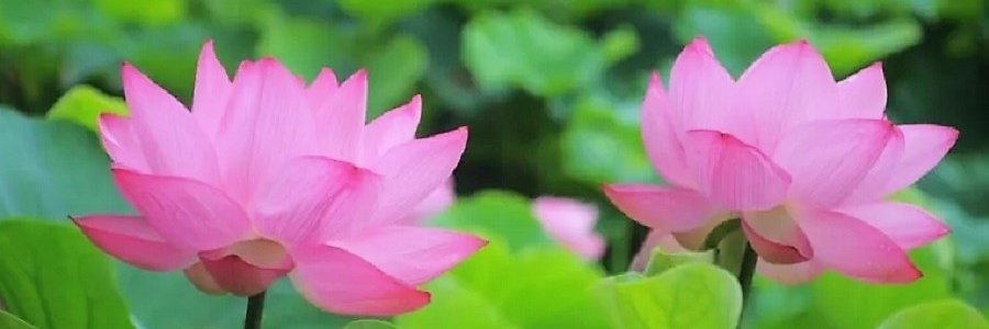 มาร์ค มาซาฮิโร มหานคร (Mark Masahiro Maha Nakhon)'s banner