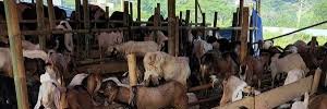Juragan Kambing's banner