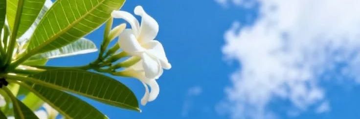 ၼမ်ႉ ၽူၼ်❄️🌬️'s banner