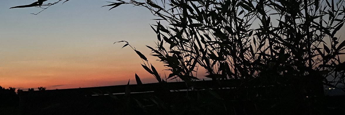 Féline_lyly's banner