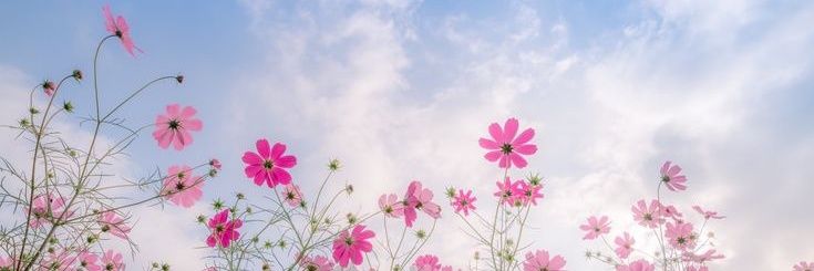 Emily's banner