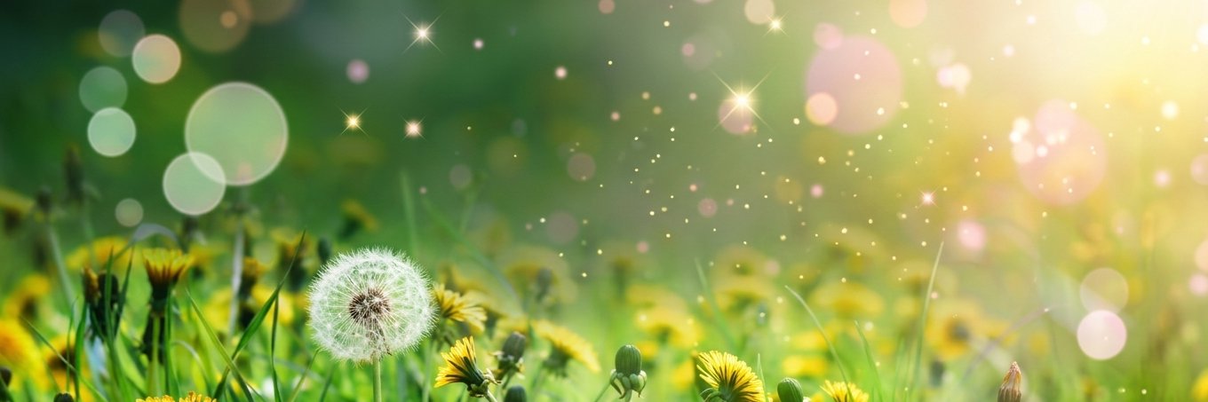 Misen.Chan🌺's banner