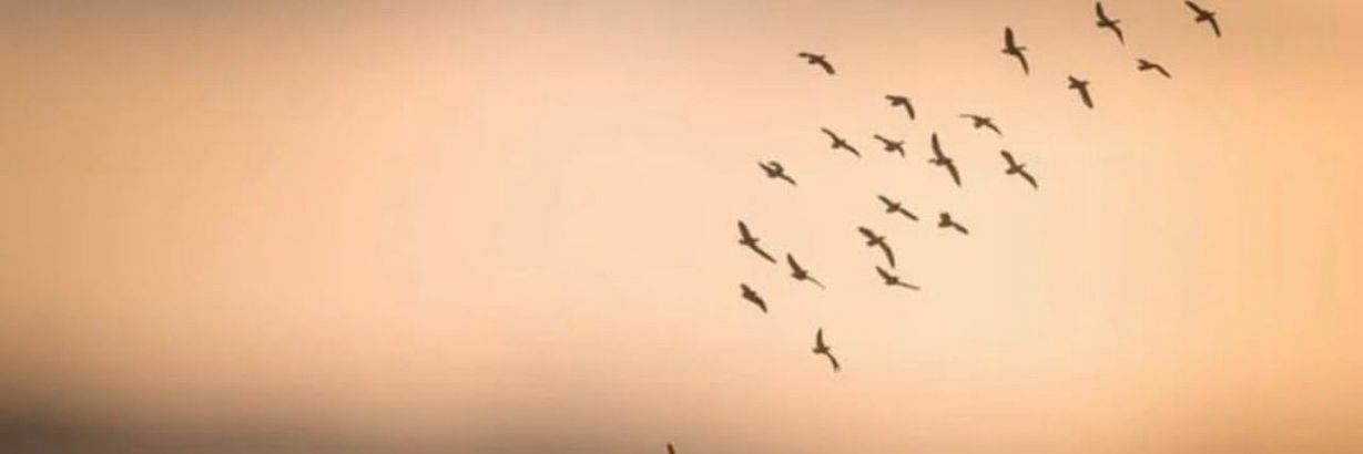 المالك السعيد's banner