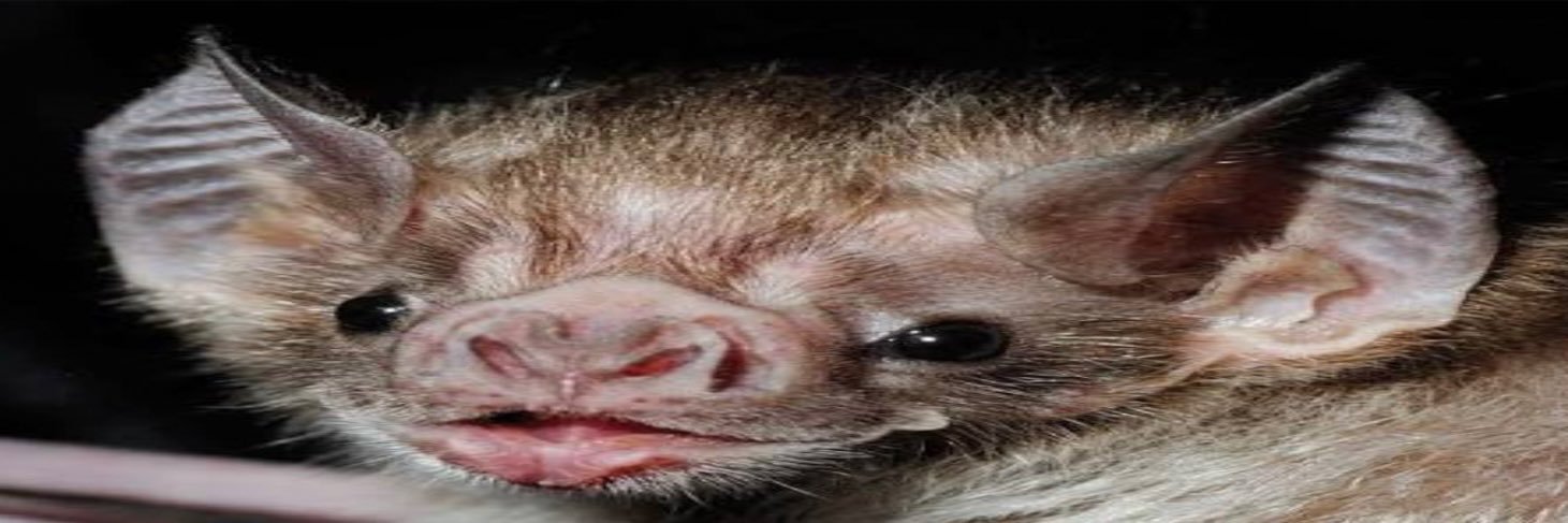 Nix 🦇🏳️‍⚧️📡's banner