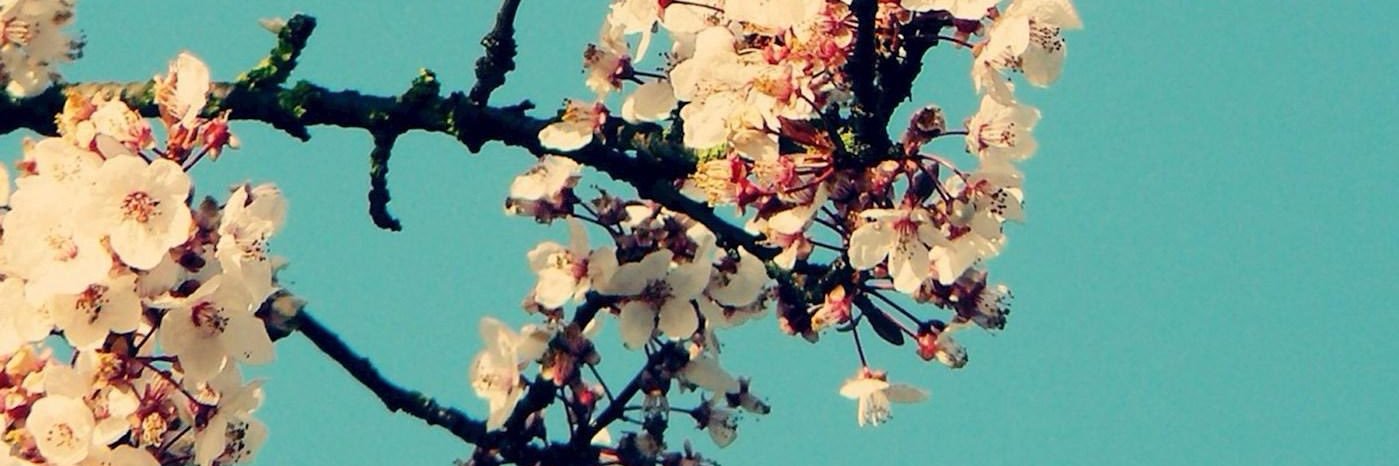 Sote's banner