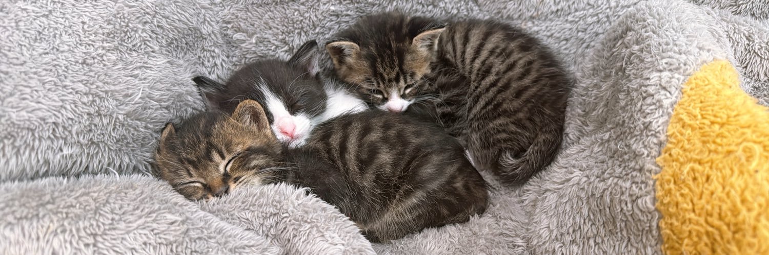 保護猫３兄弟きじこまはち's banner