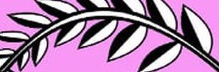WhiteBoy Dream's banner