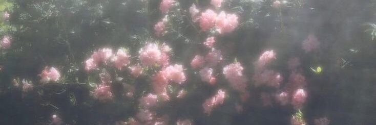 爆美女図鑑's banner