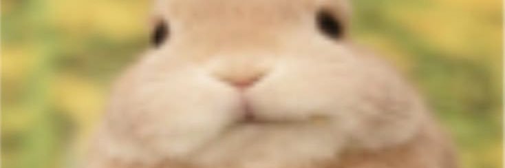 Kittythedawg's banner