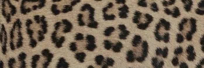 flo 🐆 | bdg's banner