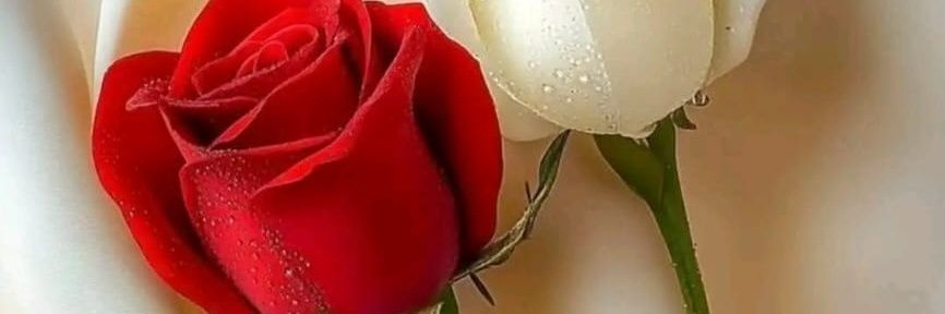 لبنانيه💝's banner