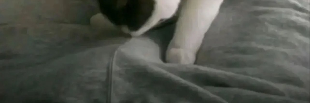 Dog's banner