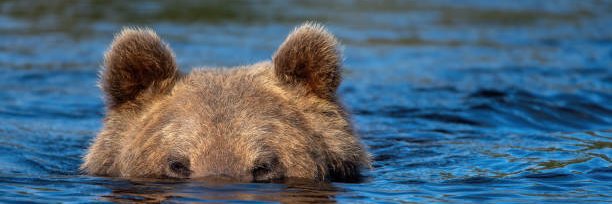 Bear's banner