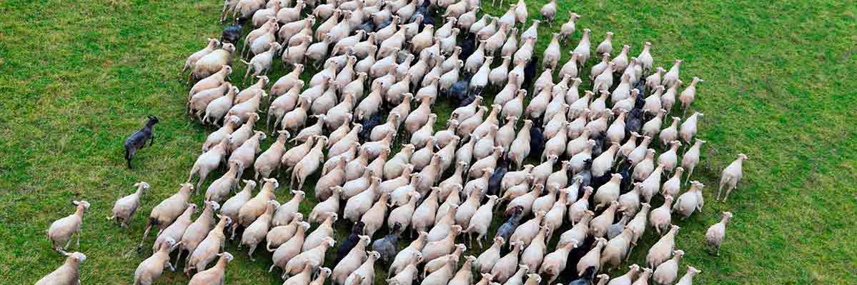 sheep's banner