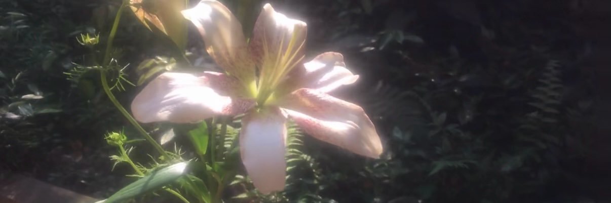 ThatsmyRealthought's banner