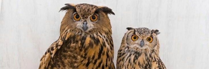 Owl's banner