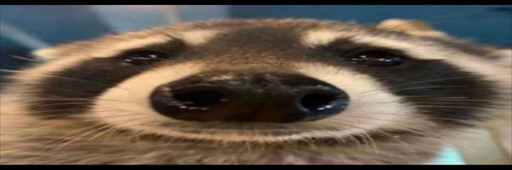 Raccoon's banner