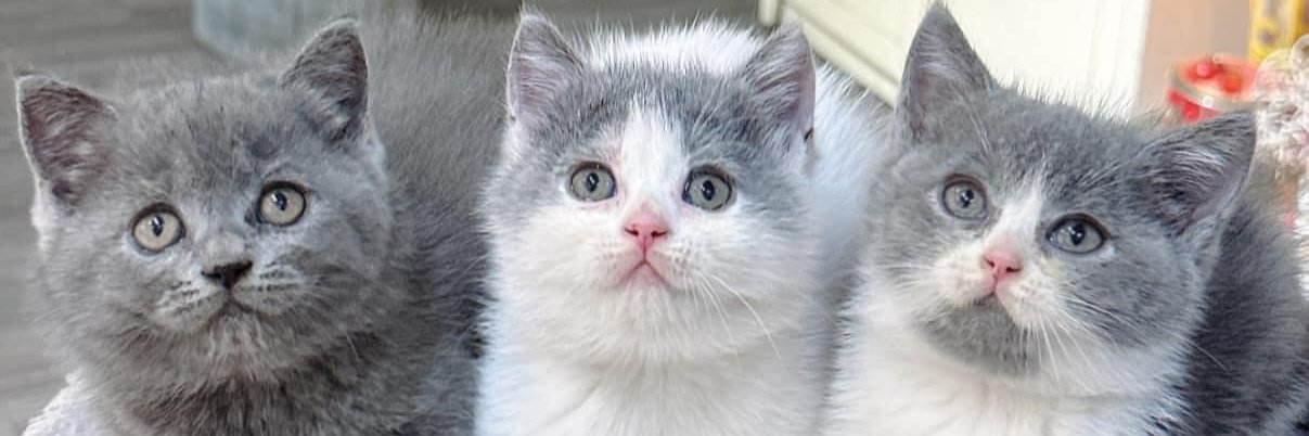Cat in My Heart's banner