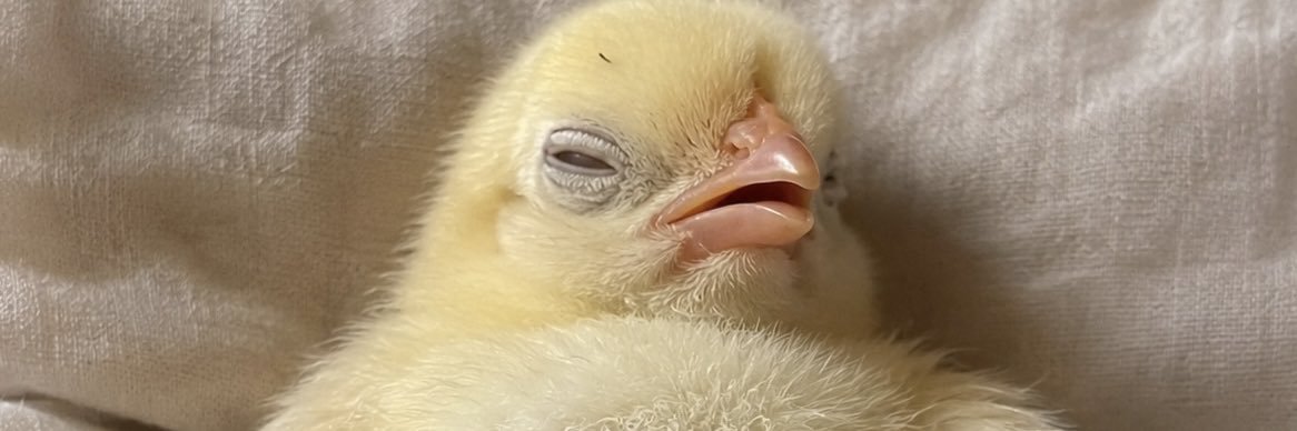 Chick's banner