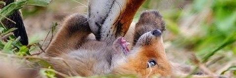 ALL FOX WILD ANIMAL's banner