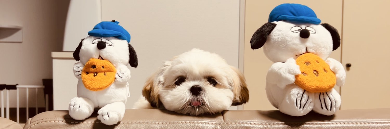 シーズーのオラフくん🐶's banner