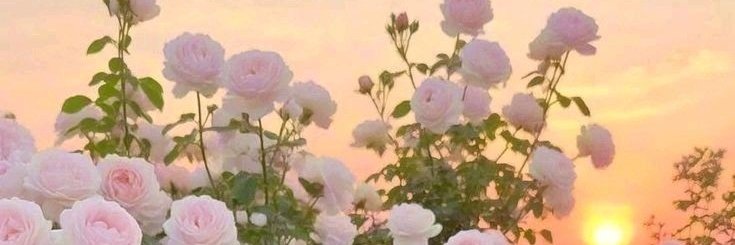 louv's banner